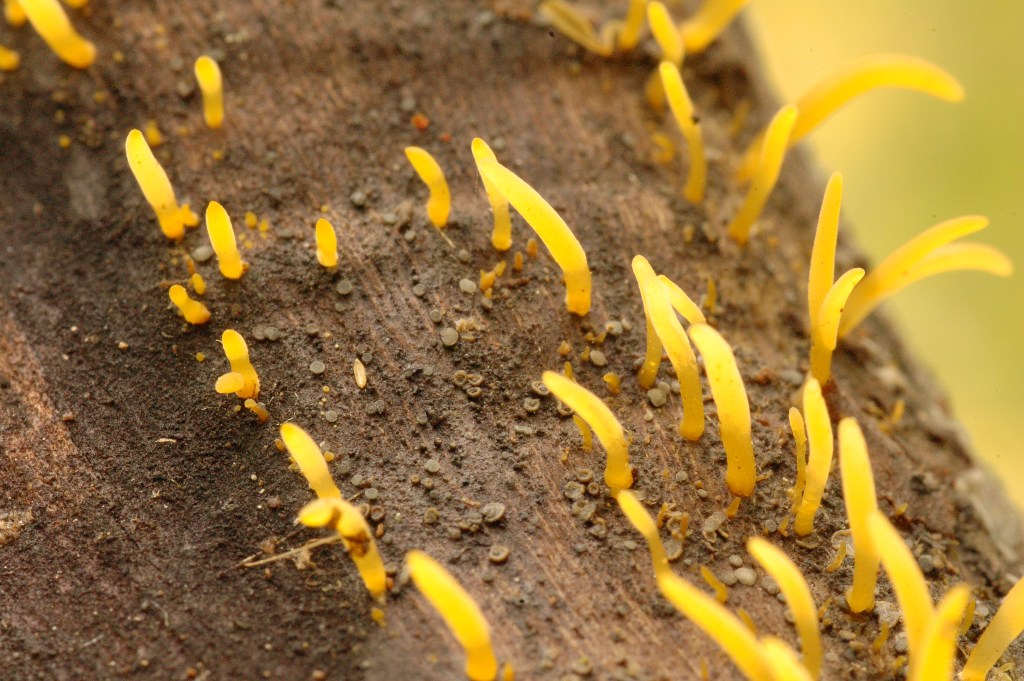 Calocera cornea